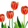 春の花－チューリップのイラスト