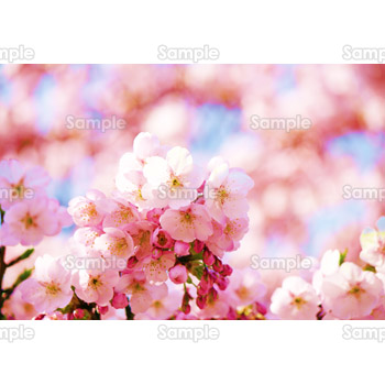 デスクトップが華やぐ桜の写真